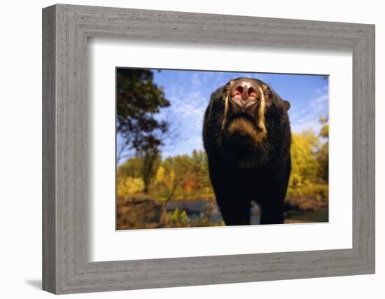 Black Bear Nosing Around-W. Perry Conway-Framed Photographic Print