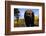 Black Bear Nosing Around-W. Perry Conway-Framed Photographic Print