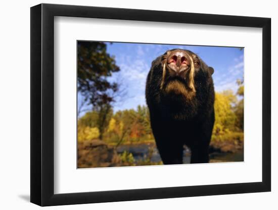 Black Bear Nosing Around-W. Perry Conway-Framed Photographic Print