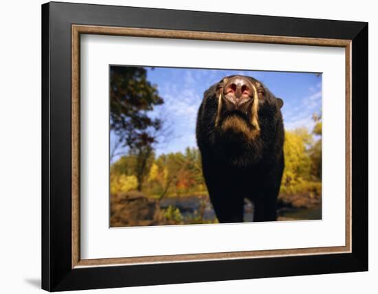 Black Bear Nosing Around-W. Perry Conway-Framed Photographic Print