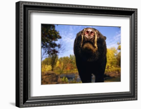 Black Bear Nosing Around-W. Perry Conway-Framed Photographic Print