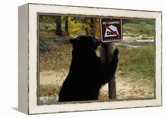 Black Bear Scratching Post-W^ Perry Conway-Framed Premier Image Canvas