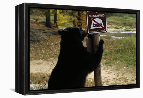 Black Bear Scratching Post-W^ Perry Conway-Framed Premier Image Canvas