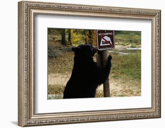 Black Bear Scratching Post-W^ Perry Conway-Framed Photographic Print