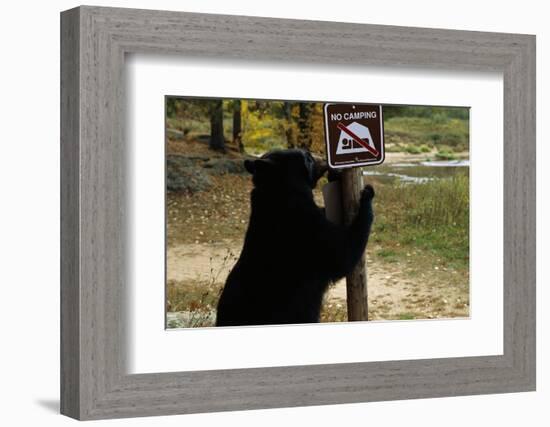 Black Bear Scratching Post-W^ Perry Conway-Framed Photographic Print