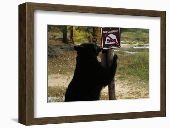 Black Bear Scratching Post-W^ Perry Conway-Framed Photographic Print