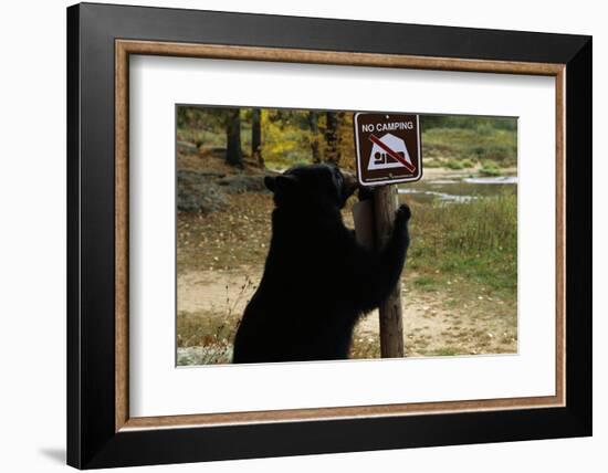 Black Bear Scratching Post-W^ Perry Conway-Framed Photographic Print