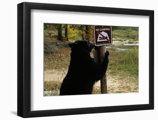 Black Bear Scratching Post-W^ Perry Conway-Framed Photographic Print