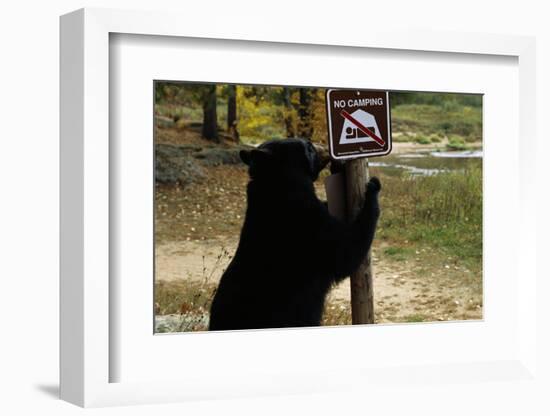 Black Bear Scratching Post-W^ Perry Conway-Framed Photographic Print