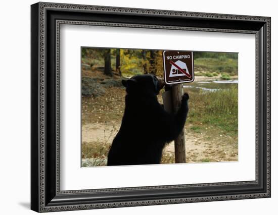 Black Bear Scratching Post-W^ Perry Conway-Framed Photographic Print