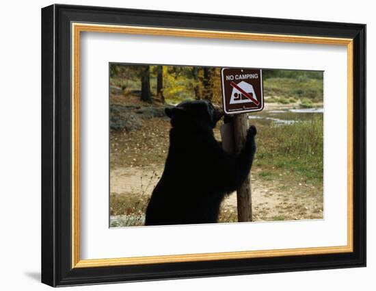 Black Bear Scratching Post-W^ Perry Conway-Framed Photographic Print