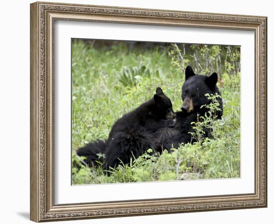 Black Bear Sow Nursing a Spring Cub, Yellowstone National Park, Wyoming, USA-James Hager-Framed Photographic Print