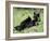 Black Bear Sow Nursing a Spring Cub, Yellowstone National Park, Wyoming, USA-James Hager-Framed Photographic Print