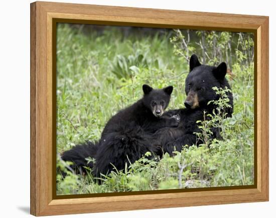 Black Bear Sow Nursing a Spring Cub, Yellowstone National Park, Wyoming, USA-James Hager-Framed Premier Image Canvas