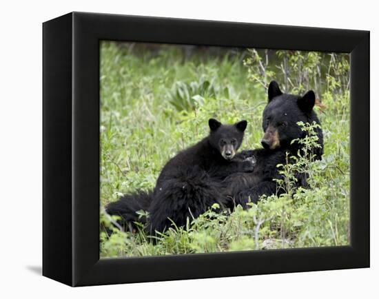 Black Bear Sow Nursing a Spring Cub, Yellowstone National Park, Wyoming, USA-James Hager-Framed Premier Image Canvas