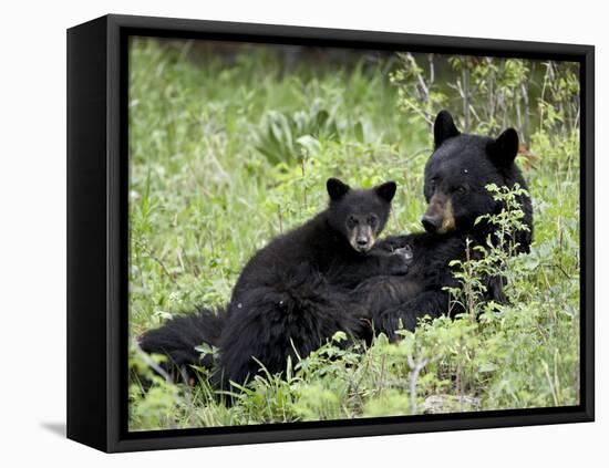 Black Bear Sow Nursing a Spring Cub, Yellowstone National Park, Wyoming, USA-James Hager-Framed Premier Image Canvas