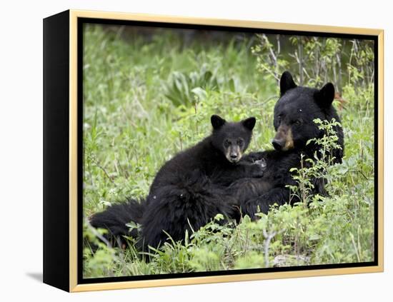 Black Bear Sow Nursing a Spring Cub, Yellowstone National Park, Wyoming, USA-James Hager-Framed Premier Image Canvas