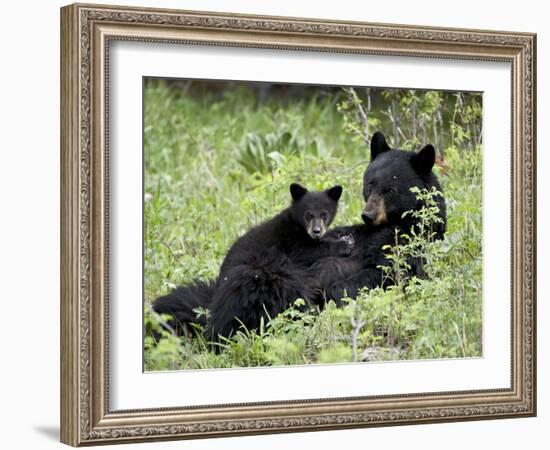 Black Bear Sow Nursing a Spring Cub, Yellowstone National Park, Wyoming, USA-James Hager-Framed Photographic Print