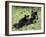 Black Bear Sow Nursing a Spring Cub, Yellowstone National Park, Wyoming, USA-James Hager-Framed Photographic Print