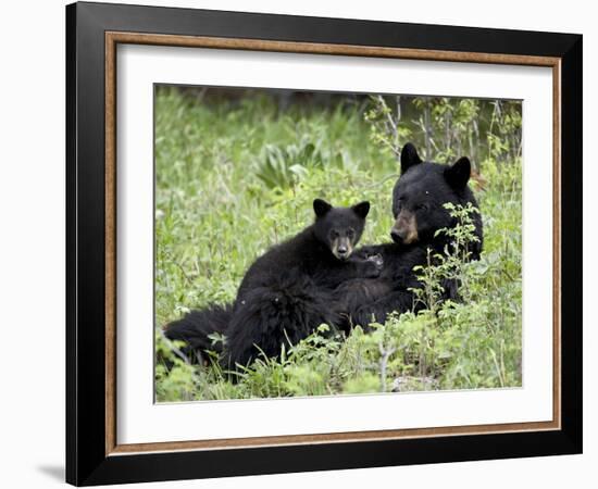 Black Bear Sow Nursing a Spring Cub, Yellowstone National Park, Wyoming, USA-James Hager-Framed Photographic Print