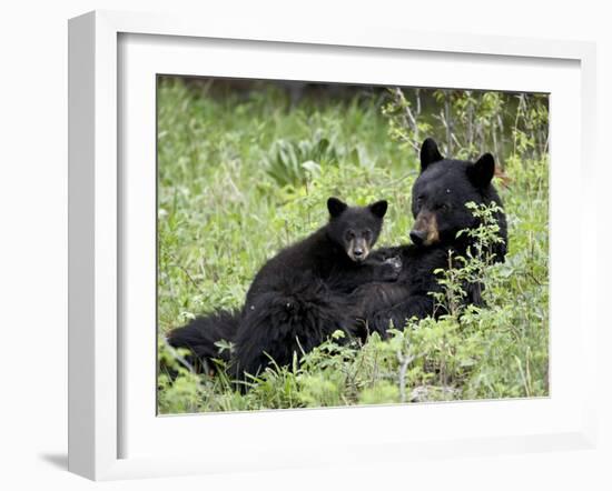 Black Bear Sow Nursing a Spring Cub, Yellowstone National Park, Wyoming, USA-James Hager-Framed Photographic Print