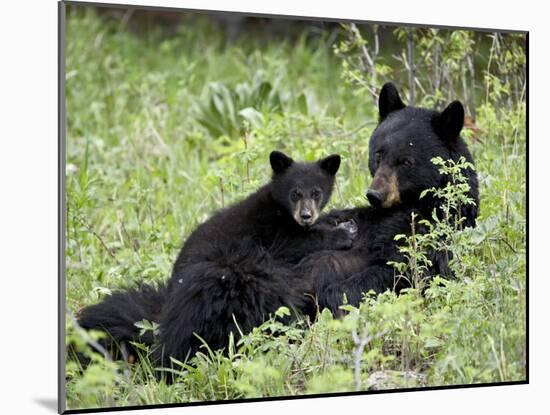 Black Bear Sow Nursing a Spring Cub, Yellowstone National Park, Wyoming, USA-James Hager-Mounted Photographic Print