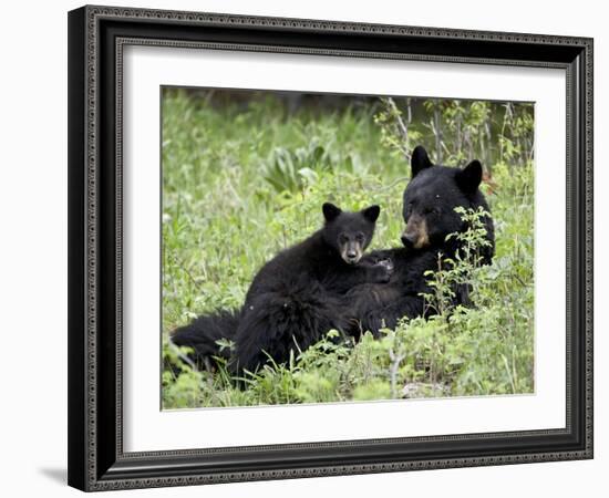 Black Bear Sow Nursing a Spring Cub, Yellowstone National Park, Wyoming, USA-James Hager-Framed Photographic Print