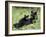 Black Bear Sow Nursing a Spring Cub, Yellowstone National Park, Wyoming, USA-James Hager-Framed Photographic Print