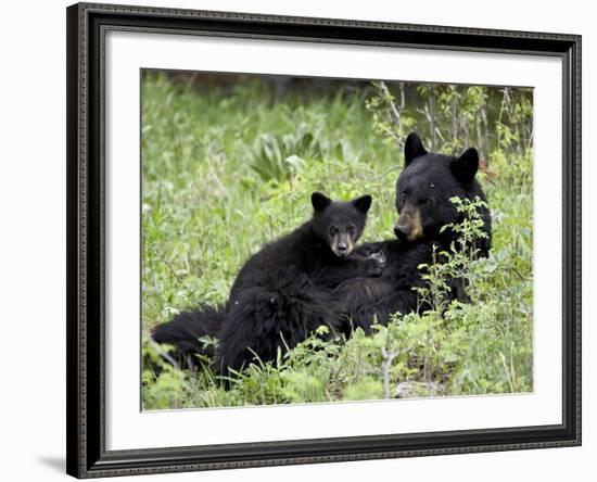 Black Bear Sow Nursing a Spring Cub, Yellowstone National Park, Wyoming, USA-James Hager-Framed Photographic Print