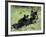 Black Bear Sow Nursing a Spring Cub, Yellowstone National Park, Wyoming, USA-James Hager-Framed Photographic Print