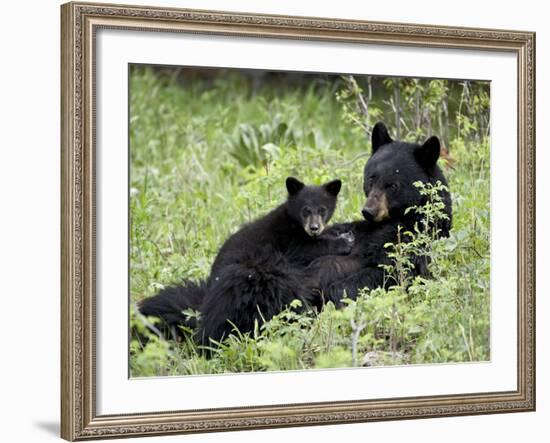 Black Bear Sow Nursing a Spring Cub, Yellowstone National Park, Wyoming, USA-James Hager-Framed Photographic Print