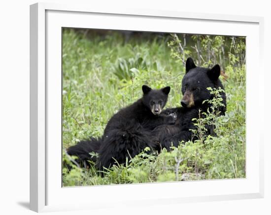 Black Bear Sow Nursing a Spring Cub, Yellowstone National Park, Wyoming, USA-James Hager-Framed Photographic Print