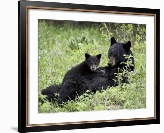 Black Bear Sow Nursing a Spring Cub, Yellowstone National Park, Wyoming, USA-James Hager-Framed Photographic Print