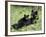 Black Bear Sow Nursing a Spring Cub, Yellowstone National Park, Wyoming, USA-James Hager-Framed Photographic Print