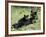 Black Bear Sow Nursing a Spring Cub, Yellowstone National Park, Wyoming, USA-James Hager-Framed Photographic Print