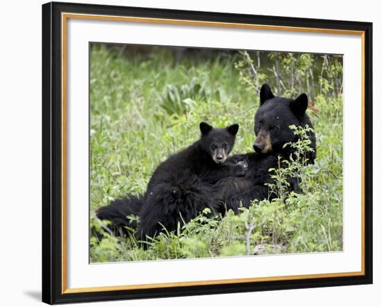 Black Bear Sow Nursing a Spring Cub, Yellowstone National Park, Wyoming, USA-James Hager-Framed Photographic Print