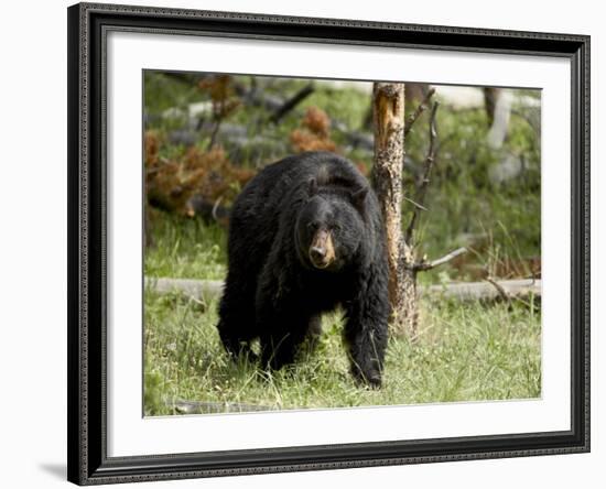 Black Bear Sow, Yellowstone National Park, Wyoming, USA-James Hager-Framed Photographic Print