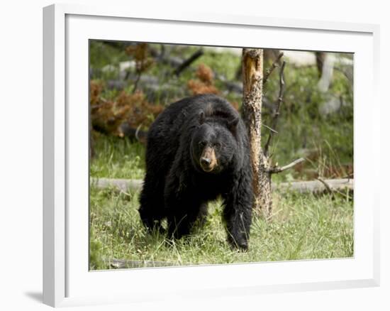 Black Bear Sow, Yellowstone National Park, Wyoming, USA-James Hager-Framed Photographic Print