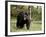 Black Bear Sow, Yellowstone National Park, Wyoming, USA-James Hager-Framed Photographic Print