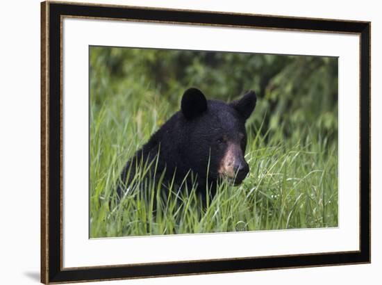 Black Bear, Spring rain-Ken Archer-Framed Photographic Print