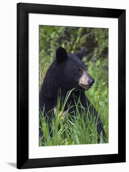 Black bear, spring rain-Ken Archer-Framed Photographic Print