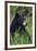 Black bear, spring rain-Ken Archer-Framed Photographic Print