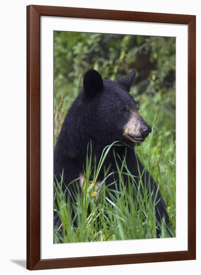 Black bear, spring rain-Ken Archer-Framed Photographic Print