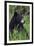 Black bear, spring rain-Ken Archer-Framed Photographic Print