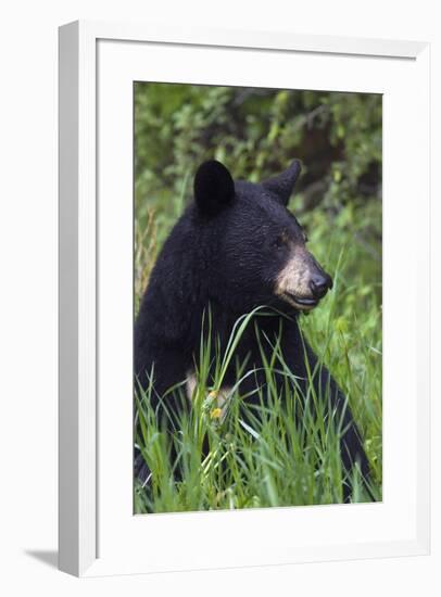 Black bear, spring rain-Ken Archer-Framed Photographic Print