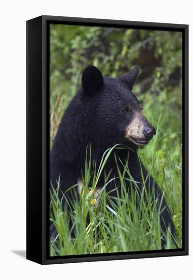 Black bear, spring rain-Ken Archer-Framed Premier Image Canvas