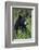 Black bear, spring rain-Ken Archer-Framed Photographic Print