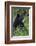 Black bear, spring rain-Ken Archer-Framed Photographic Print