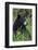 Black bear, spring rain-Ken Archer-Framed Photographic Print