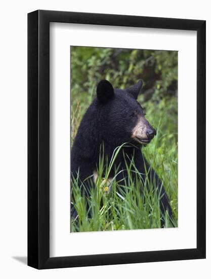 Black bear, spring rain-Ken Archer-Framed Photographic Print